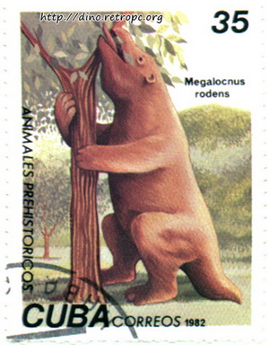 Megalocnus Rodens ( )