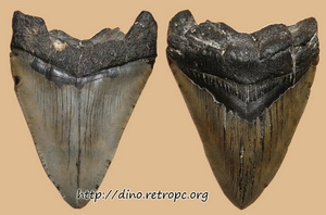 Окаменелость. Зуб мегалодона. 12,5 см