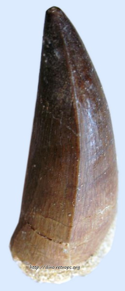 Окаменелость. Зуб мозозавра Mososaurus Beaugei Марокко