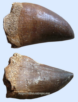 Окаменелость. Зуб мозозавра Mososaurus Beaugei Марокко. 4 см