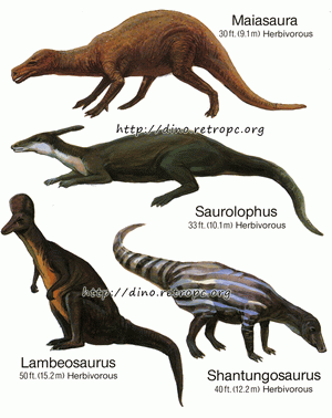 Saurolophys (), Shantungosaurus (), Lambeosaurus (), Maiasaura ()