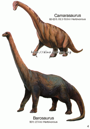 Barosaurus (), Camarasaurus ()