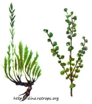 Кохия распростертая (Kochia prostrata) и Карликовая береза (Betula nana)
