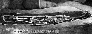 Рис. 43а. Верхнепалеолитическое погребение на стоянке Сунгирь (по О.Н. Бадеру)