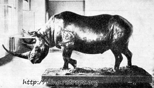 Рис. 29. Шерстатый носорог из Старуни (плейстоцен). Коллекция Краеведческого Музея Польской Академии Наук в Кракове