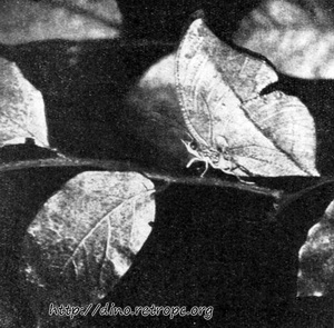 Рис. 61. Бабочка, сидящая со сложенными крылышками, становится похожей на лист; по Дж.Г. Симпсону