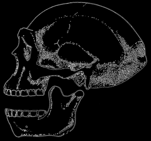 Рис. 78. Частично реконструированный череп Pithecanthropus pekinensis; по Ле-Грос-Кларку