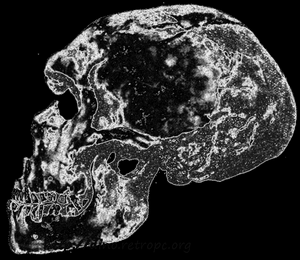 Рис. 81. Типичный неандертальский череп; по П. Грассэ