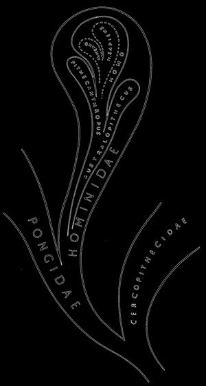 Рис. 82. Схематическое изображение филогенетических взаимоотношений среди Hominidae; по Ле-Грос-Кларку