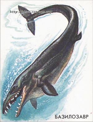 Базилозавр (Basilosaurus cetoides)