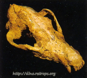 Найденный в Карабулаке череп гиениктитерия