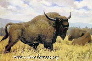   (Bison antiquus).