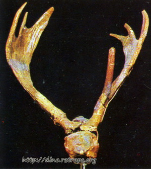 Череп оленя цервавитуса с частично сохранившимся отпечатком мозга