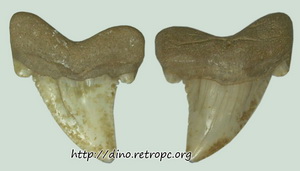 Окаменелость. Зуб Otodus Obliquus. Предок Мегалодона. Средний Эоцен. Казахстан Озубление. 3 см