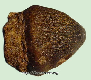 Окаменелость. Зуб Глобиненса Globidens sp. (Shell Crushing Mosasaur). Марокко. 3.5 см