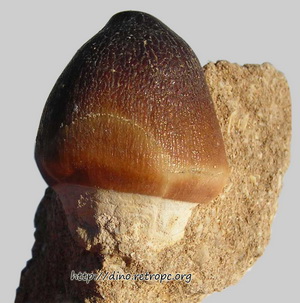 Окаменелость. Зуб Глобиненса Globidens sp. (Shell Crushing Mosasaur). Размеры образца 65х30х55 мм. Размер зуба 25х25х23 мм
