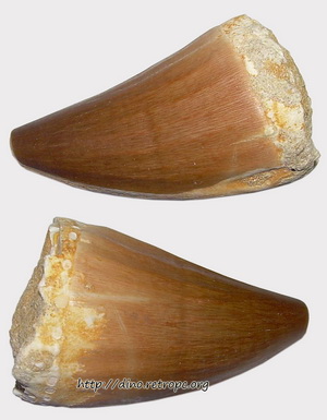 Окаменелость. Зуб мозозавра Mososaurus Beaugei. 5 см