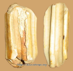 Окаменелость. Зуб хишного млекопитаюшего эпохи палеолита. 8 см