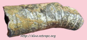 Окаменелости Морские. Ортоцерас. 350 млн. лет. Марокко. 20 см