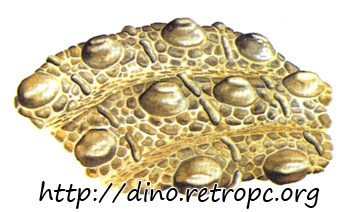 Окаменевший рисунок кожи динозавра на глине