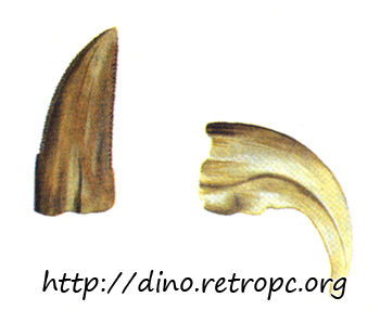 Зубы и кости Динозавров