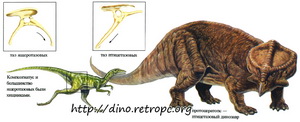 Таз птицетазовых. Протоцератопс - птицетазовый динозавр