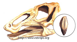 Эдмонтозавр травоядный. Череп и зуб