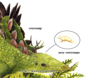 Стегозавр и его мозг размером с грецкий орех