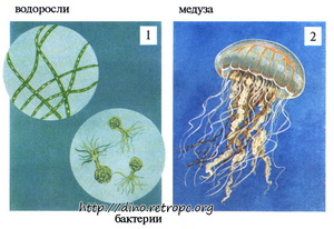 Водоросли. Медуза. Бактерии