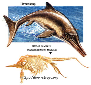 Ихтиозавр с плавником вместо хвоста. Скелет самки ихтиозавра и рождающегося малыша
