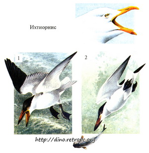 Ихтиорнис - морская птица