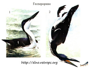 Гесперорнис - морская птица