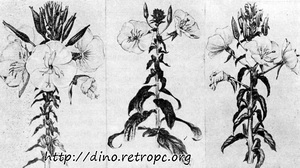 Рис. 21. Oenothera lamarckiana. Слева направо: типичная форма и две измененные формы; по Е. Малиновскому
