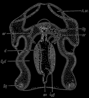 Рис. 26. Auricularia A.or - предротовая полость; С3d - полость тела; d - пищеварительный тракт; Ну - hydrocel, nr - нервная система; Sq - скелетные части;