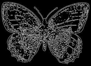 Рис. 59. Бабочка Maniola jurtina, с брюшной стороны. На другой паре крыльев сбоку видны два темных пятнышка; по W.H. Dowdeswell