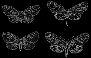 Рис. 62. Мимикрия у бабочек. В каждой из двух приведенных пар одна форма подражает другой; по Б. Уоллесу и А.М. Сорбу