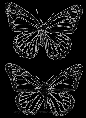 Рис. 63. Микикрия у бабочки Basilarchia archippus (наверху), подражающей цветному рисунку бабочки Danais plexippus (внизу); по Е.О. Dodson