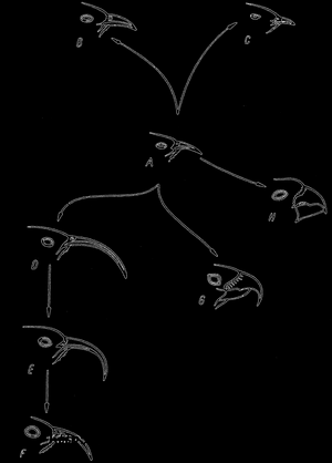 Рис. 67. Эволюция у Drepanidae с Гавайских островов. Вероятно, форма А была исходной формой, из которой развились все другие формы, характеризующиеся прежде всего изменениями формы клюва; по Е.О. Dodson