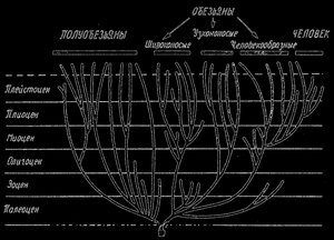 Рис. 70. Схема филогенеза приматов. Следует обратить внимание на ряд адаптационных радиации (в палеоценской и миоценской эпохах), о которых объяснение дано в тексте; по G.G. Simpson