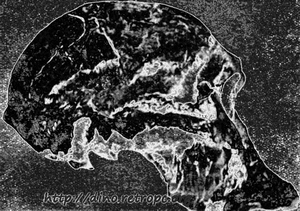 Рис. 73. Череп Австралопитека (Plesianthropus transvaalensis); по П. Грассэ
