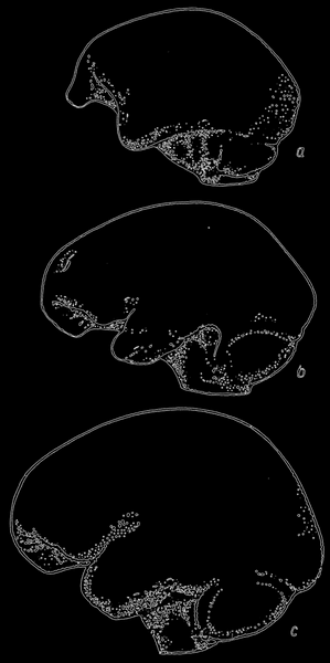 Рис. 77. Слепки внутренней поверхности черепа гориллы, питекантропа и современного человека (сверху вниз); по Ле-Грос-Кларку