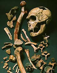 Среди наших предков неандертальцев не было. Кости.