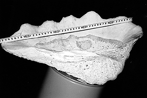 Дачник нашел на огороде останки предка динозавров - амонит